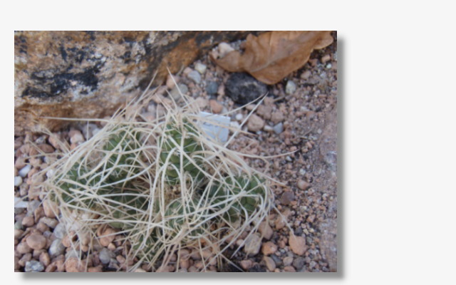 Thephrocactus weberi.JPG (73318 Byte)