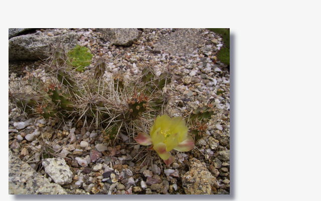 Opuntia fragilis.JPG (58041 Byte)
