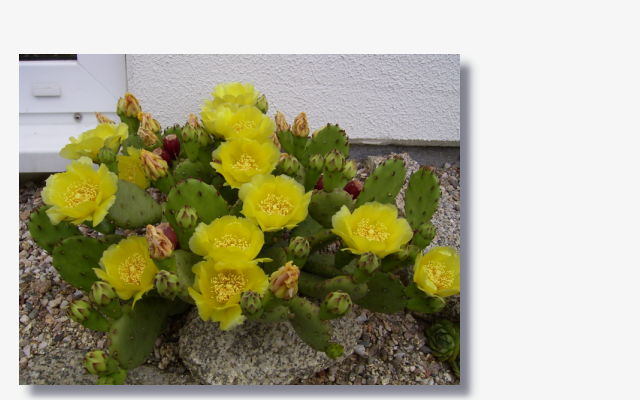 Opuntia humifusa.JPG (43582 Byte)