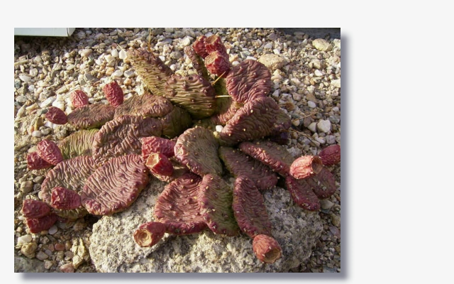 Opuntia humifusa.JPG (161230 Byte)