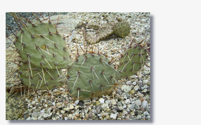 Opuntia phaeacantha var. major.JPG (149410 Byte)
