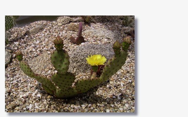 Opuntia basilaris var. aurea.JPG (61875 Byte)