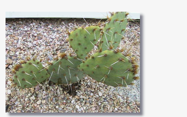 Opuntia_engelmanii.JPG (204778 Byte)