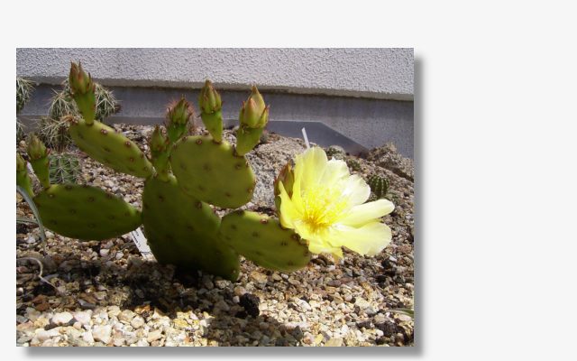 Opuntia humifusa v.compressa.JPG (47667 Byte)