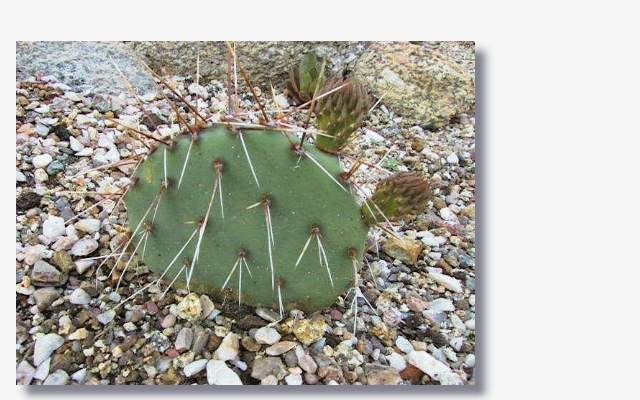 Opuntia_phaeacantha_var._major1.JPG (213918 Byte)