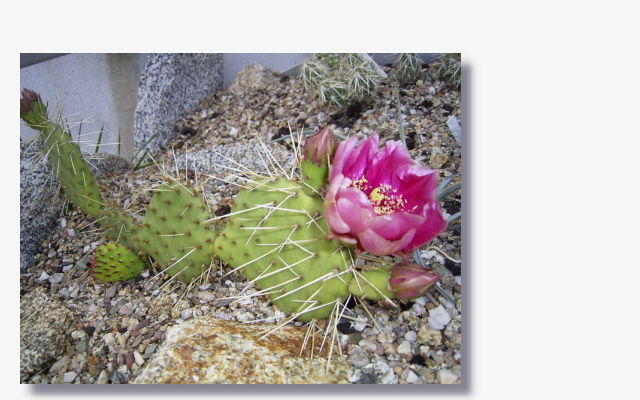 Opuntia phaeacantha var. gigantea.JPG (57812 Byte)