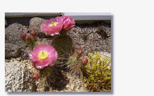 Opuntia hystricina var. hamburg.JPG (57349 Byte)