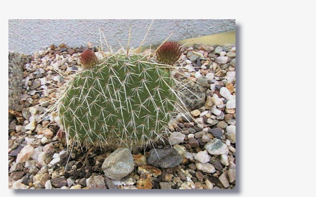 Opuntia_hystricina_var.hamm.JPG (212349 Byte)