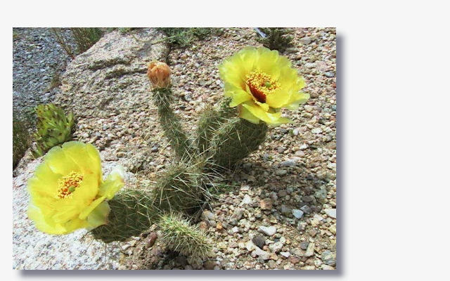 Opuntia_hystricina_var._nicholii.JPG (220943 Byte)