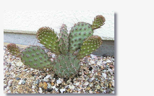 Opuntia_rhodantha_var.multispina.JPG (195819 Byte)