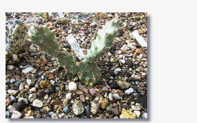 Opuntia polyacantha v.polyacantha 2.JPG (230741 Byte)