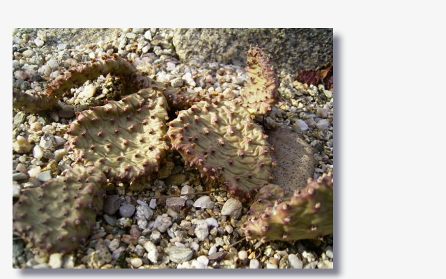 Opuntia basilaris var. aurea.JPG (143074 Byte)