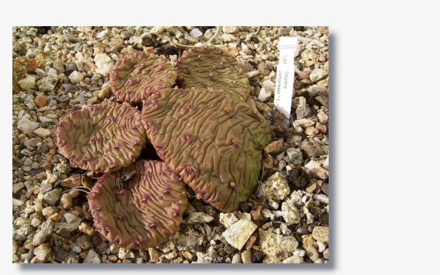 Opuntia compressa.JPG (153961 Byte)
