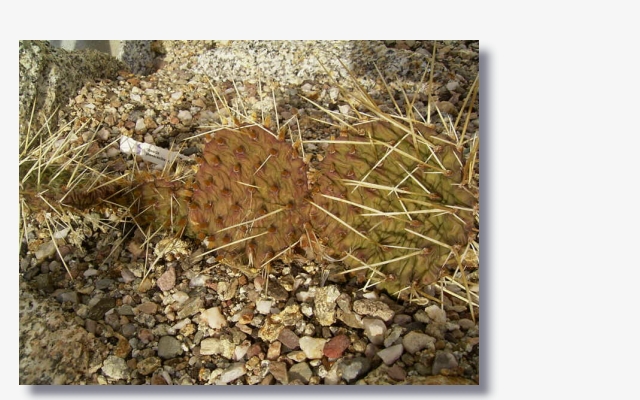 Opuntia phaeacantha var. gigantea.JPG (164599 Byte)