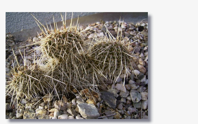 Opuntia hystricina var. hamm.JPG (158862 Byte)