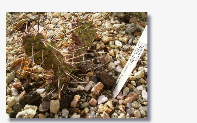 Opuntia polyacantha v.polyacantha 2.JPG (211160 Byte)