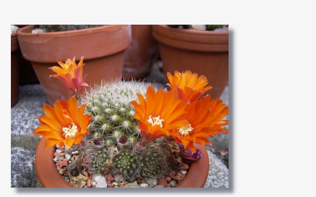 Rebutia flavistyla.JPG (41630 Byte)