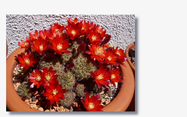 rebutia deminuta.jpg (183502 Byte)