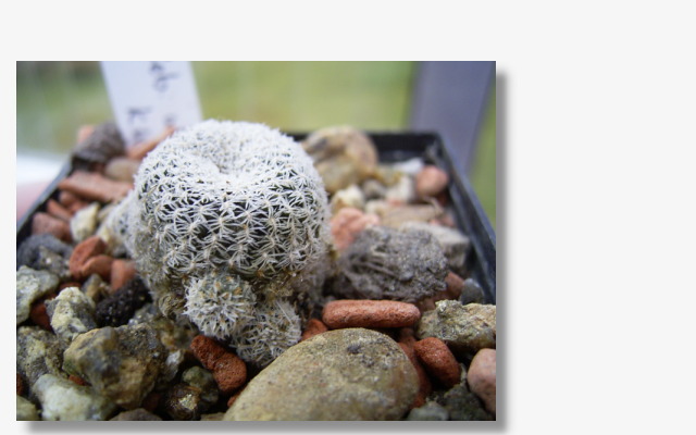 Rebutia albopectinata KK852.JPG (59403 Byte)