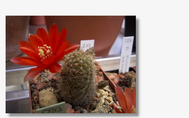 Rebutia brunnescens.JPG (56168 Byte)