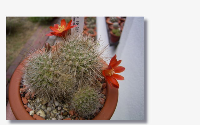 Rebutia kupperiana.JPG (49257 Byte)