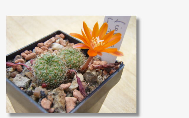 Rebutia fiebrigii L348.JPG (36826 Byte)