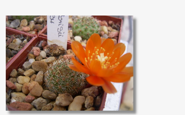 Rebutia fiebrigii R 694.JPG (61590 Byte)