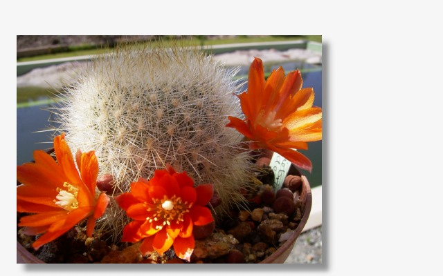 Rebutia fiebrigii var.densiseta.JPG (38430 Byte)