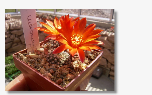 Rebutia marsoneri 1.JPG (71853 Byte)