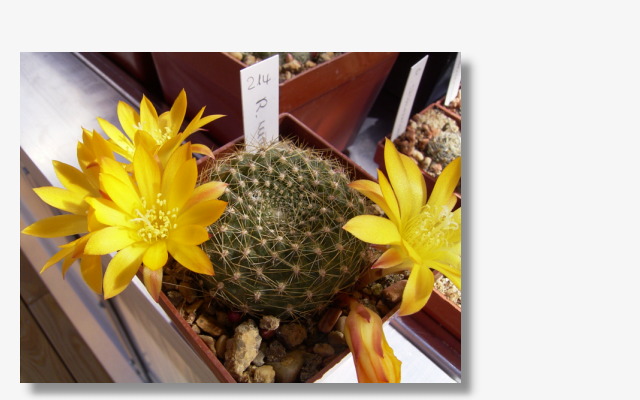 Rebutia marsoneri.JPG (58475 Byte)