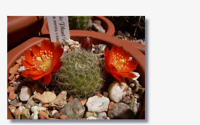 Rebutia senilis var.kesselringiana.JPG (43611 Byte)