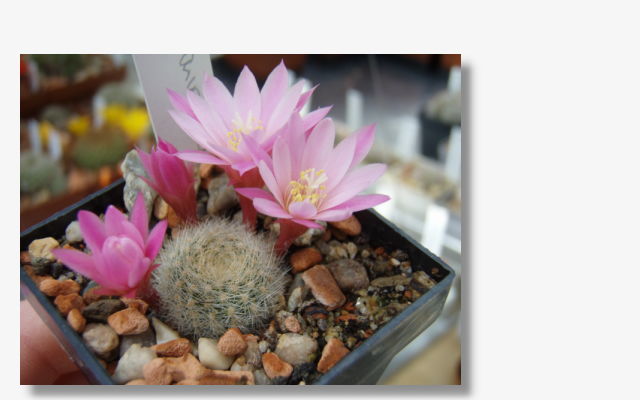 Rebutia narvaecensis.JPG (64694 Byte)