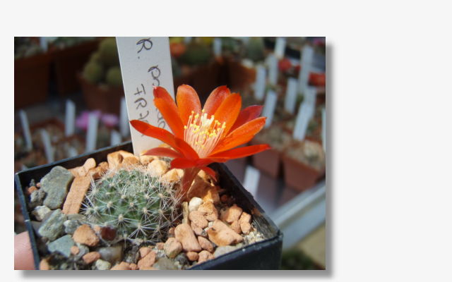 Rebutia pseudodeminuta FR761.JPG (38543 Byte)