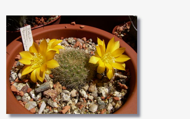 Rebutia buiningiana.JPG (41907 Byte)