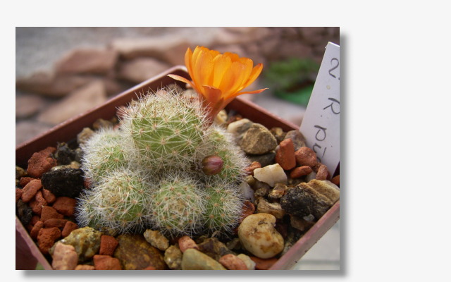 Rebutia pulvinosa.JPG (74574 Byte)