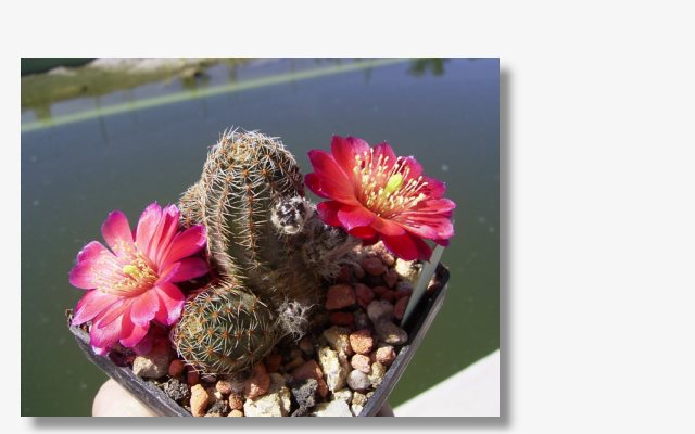 Rebutia pygmaea WK841.JPG (31619 Byte)