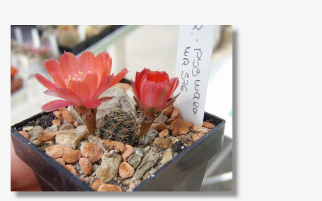 Rebutia pygmaea WR 576.JPG (53856 Byte)