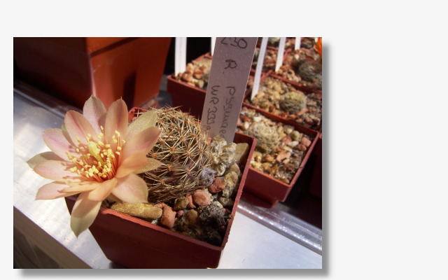 Rebutia pygmaea WR333a.JPG (61124 Byte)