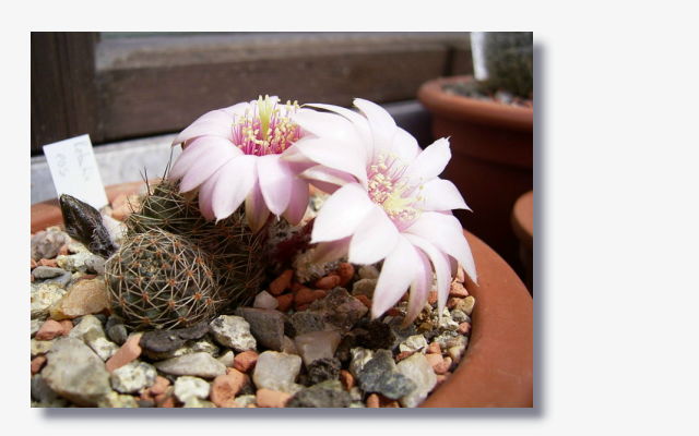 Rebutia pygmaea var.eos.jpg (42218 Byte)