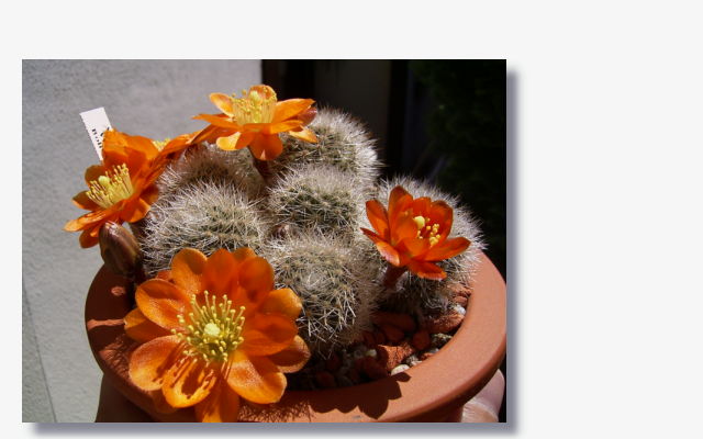Rebutia simoniana.JPG (42833 Byte)