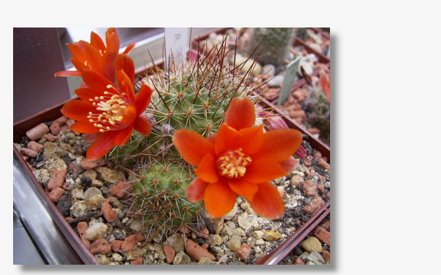 Rebutia spegazziniana WR738.JPG (74982 Byte)