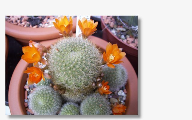 Rebutia archibuiningiana.JPG (42112 Byte)