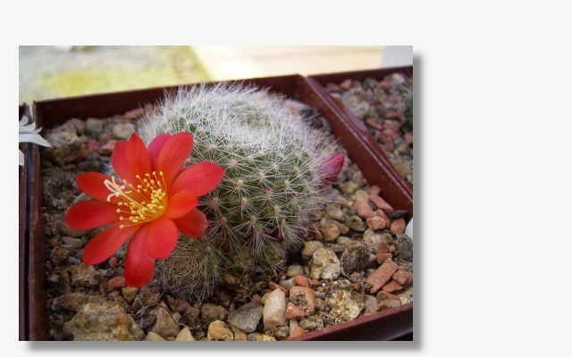 Rebutia xanthocarpa.JPG (63373 Byte)