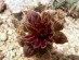 S.arachnoideum.JPG (78294 Byte)