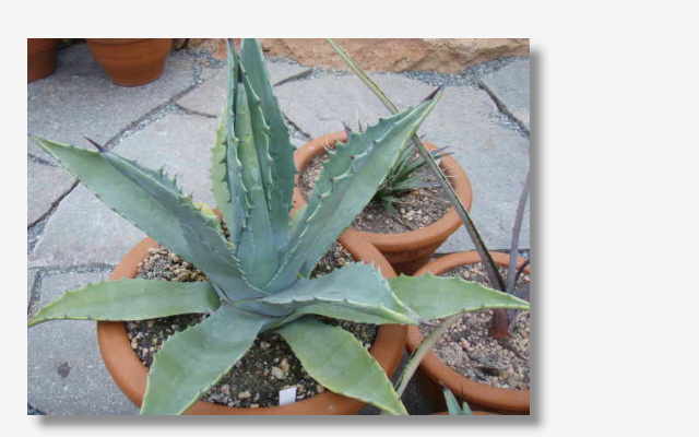 Agave americana.JPG (23984 Byte)