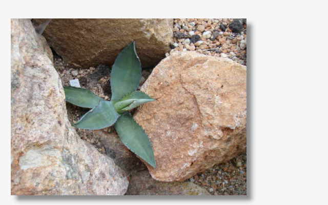 Agave cupreata.JPG (27147 Byte)