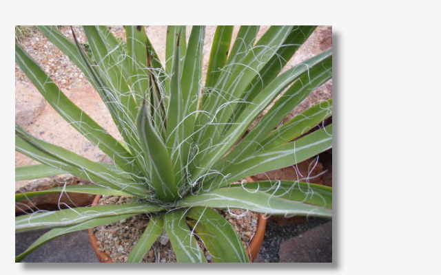 Agave filifera.JPG (28841 Byte)