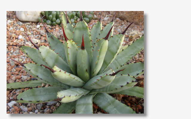 Agave macroacantha verde.JPG (27178 Byte)