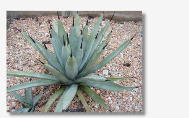 Agave macroacantha.JPG (30773 Byte)