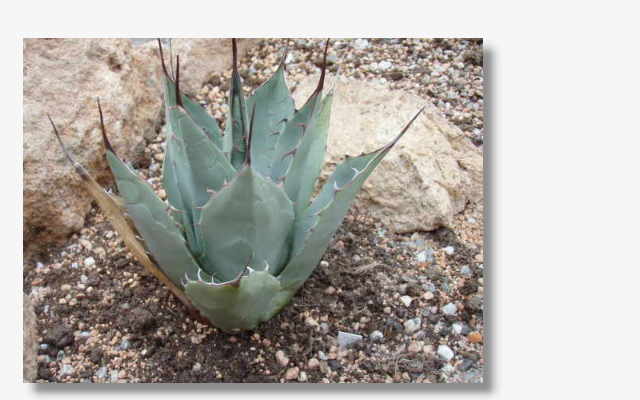 Agave parrasana.JPG (30354 Byte)